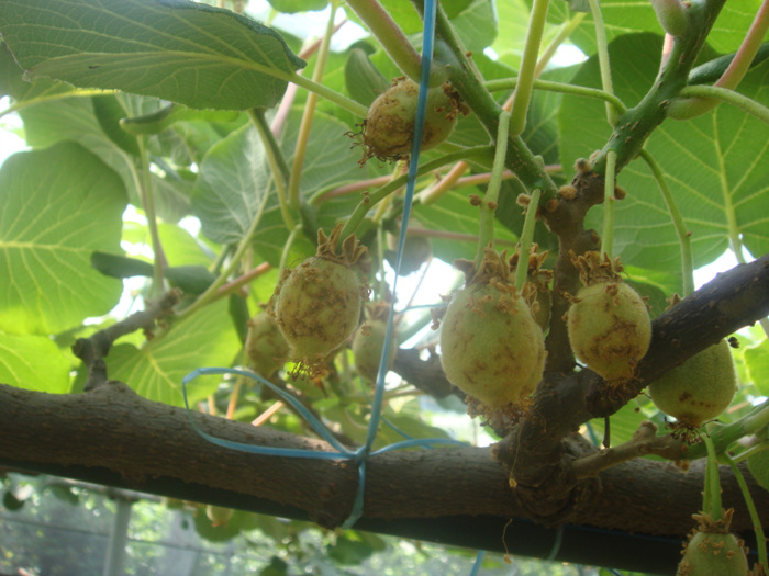 제시골드의 증상에 대하여...